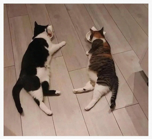 你们的猫咪也这样吗?