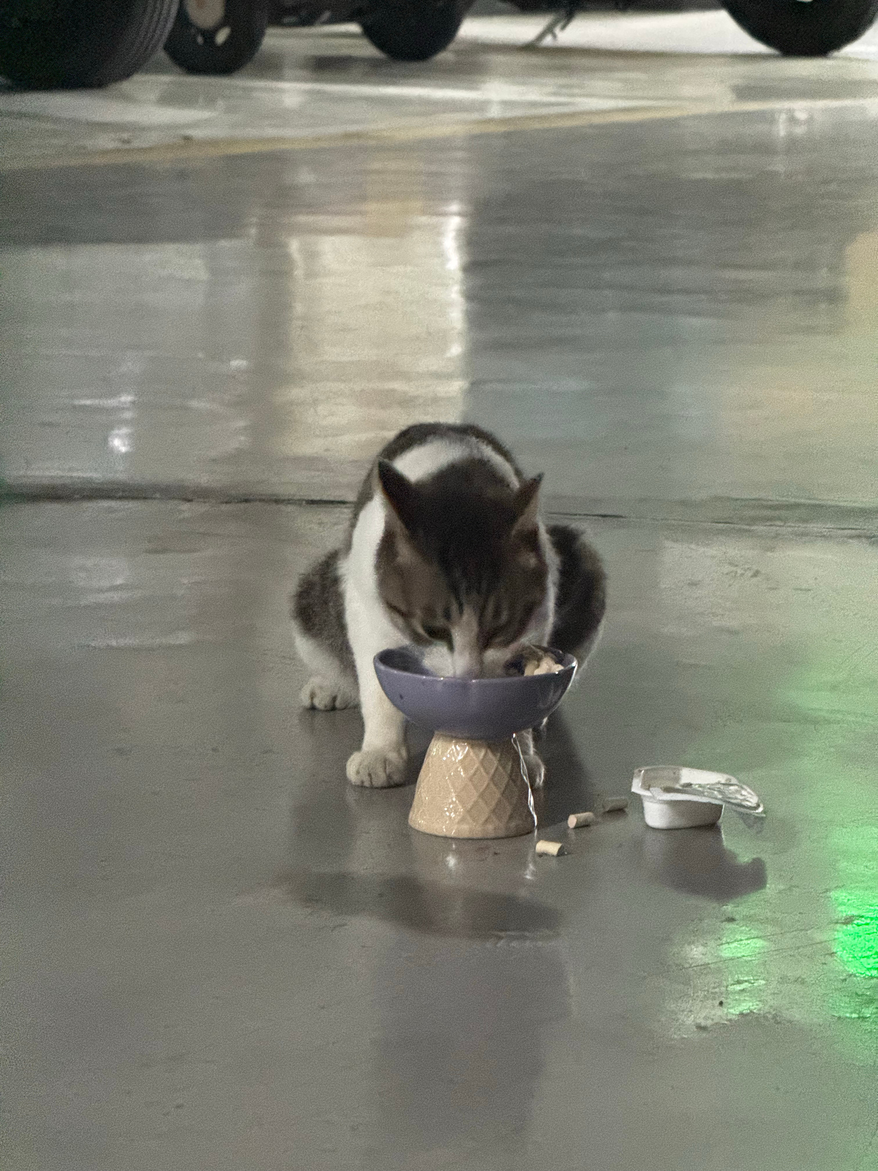 偷偷在车库投喂了一只流浪猫，在固定地方放了水碗和粮碗，昨天看见另外的小猫也来吃了