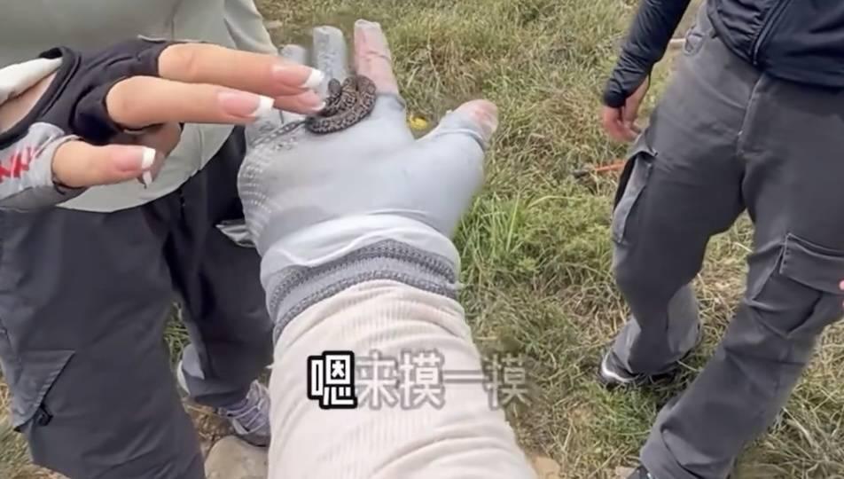 驴友摸毒蛇拍视频？这不是“探险”是拿命赌！刷到驴友爬山捡幼蛇轮流抚摸的视频
