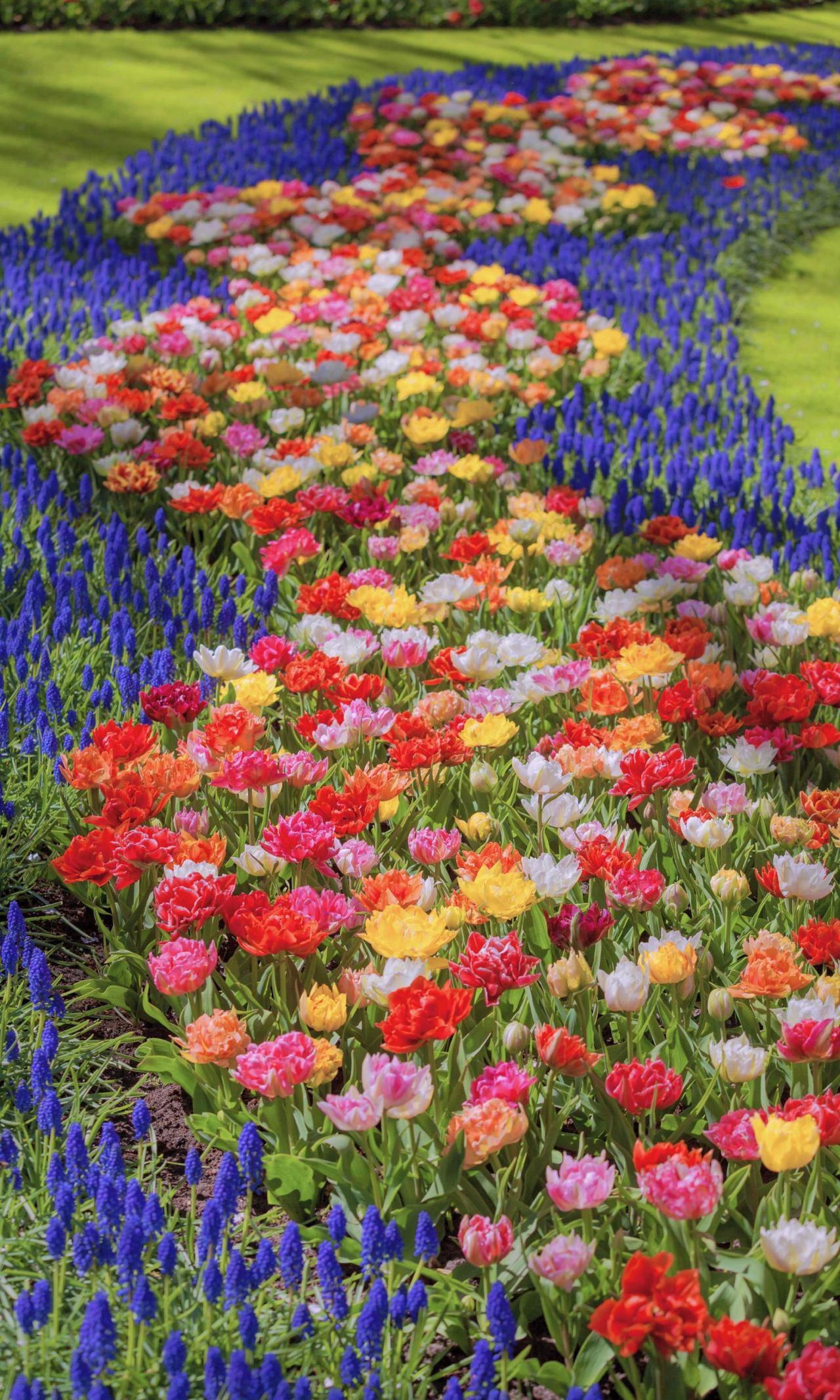 如果花都无法治愈心底的阴霾，那一定是花还不够多🌷每年三四月，是荷兰真正的