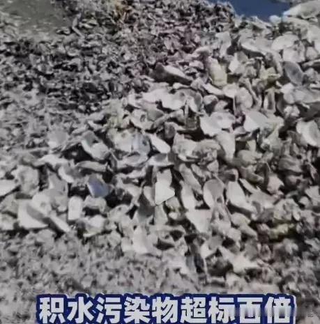 11万吨！中央督察组在广东潮州，挖出一堆“吃人的生蚝壳”！6月2日，中央生