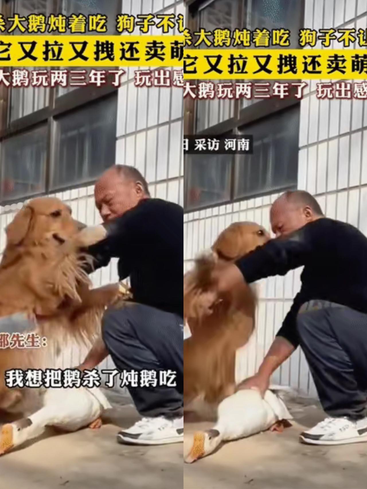 “被一只狗狗感动了!”河南，一名男子准备将家养的大鹅宰杀炖煮时，家中的狗
