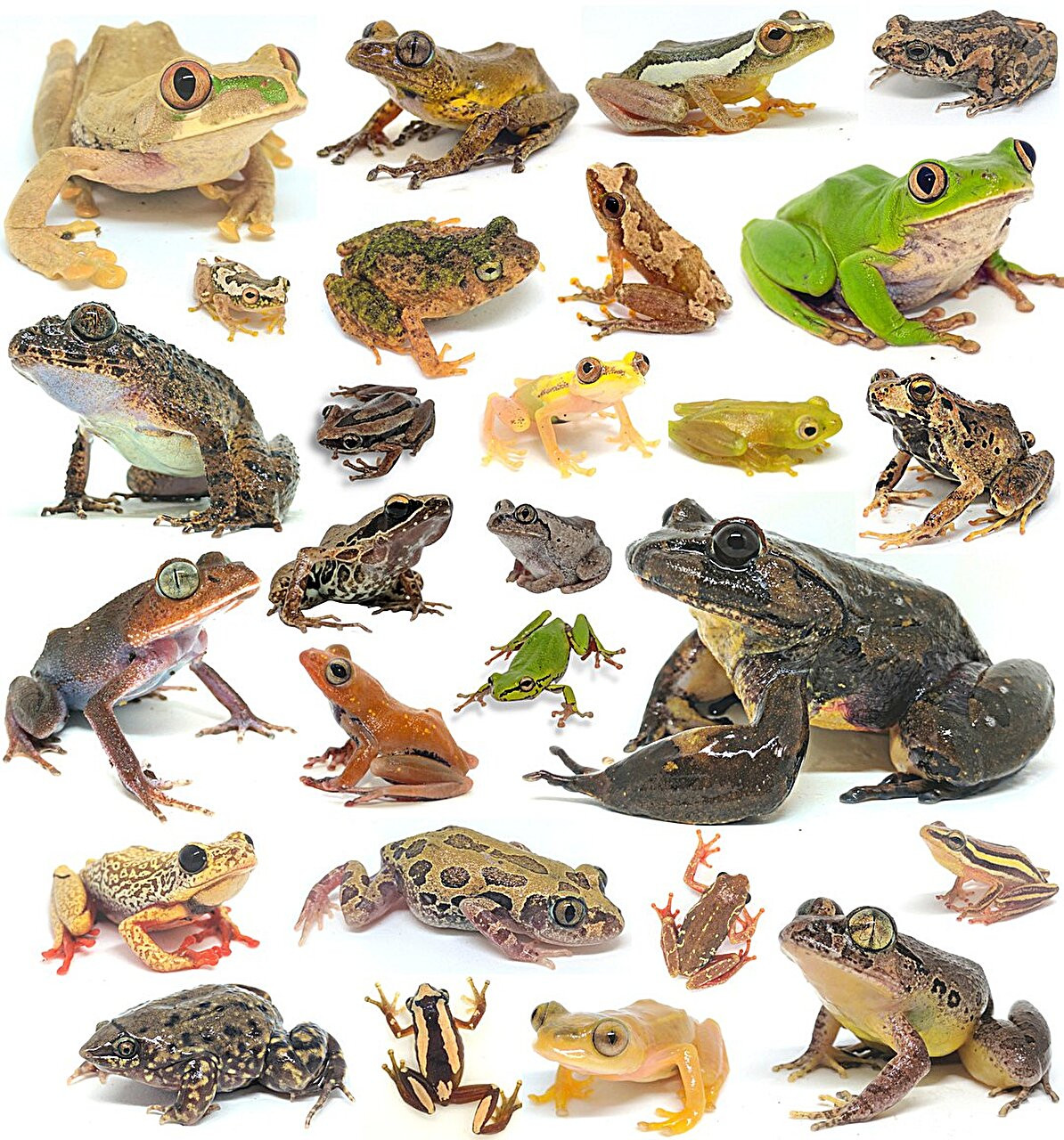 非洲丛林的蛙，还没有忘掉冰河时代。非洲中部，赤道附近，有一片绑在地球腰带上的巨大