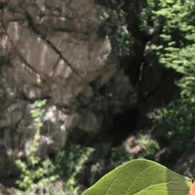 杈杷果（爱心小众观果灌木，农庄造景首选）种植方法1. 土壤：普通园土即可，耐贫瘠