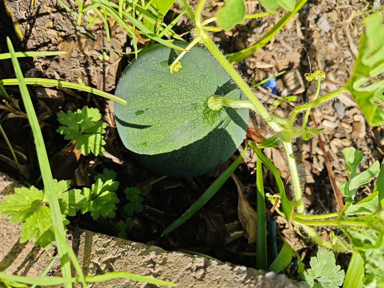 体验种西瓜刚来奥克兰不久，女儿为了让我有事做，就买了一些菜种子，其中就有一包