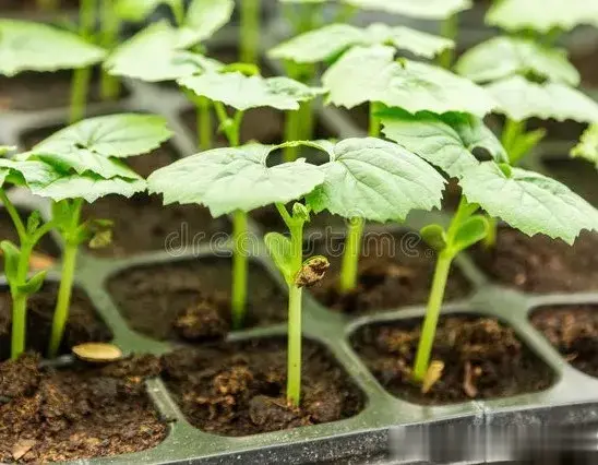 惊蛰过种菜忙, 这些常见春季蔬菜的育苗技巧, 抓紧学会不误农时