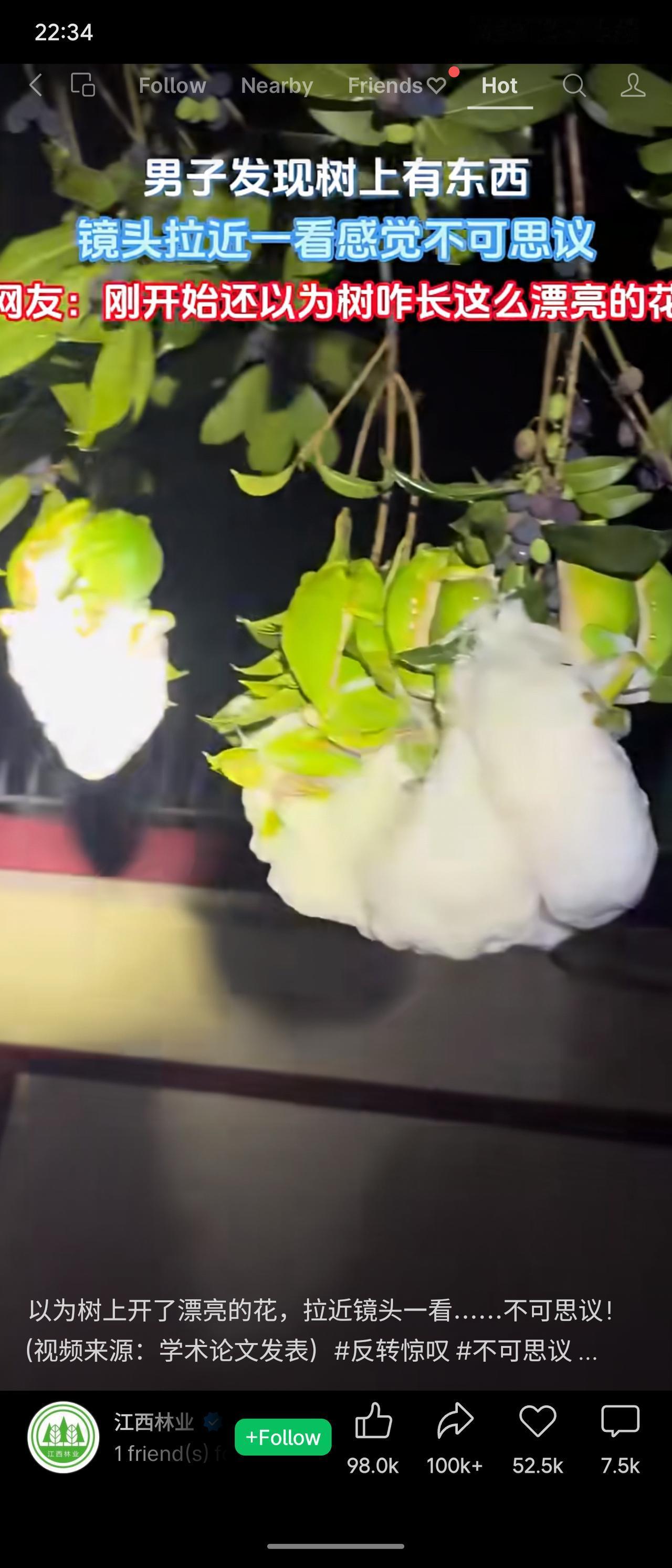 原来树上那些“漂亮的花”是树蛙！它趴在枝头，四肢和身体几乎与叶片融为一体，绿色皮