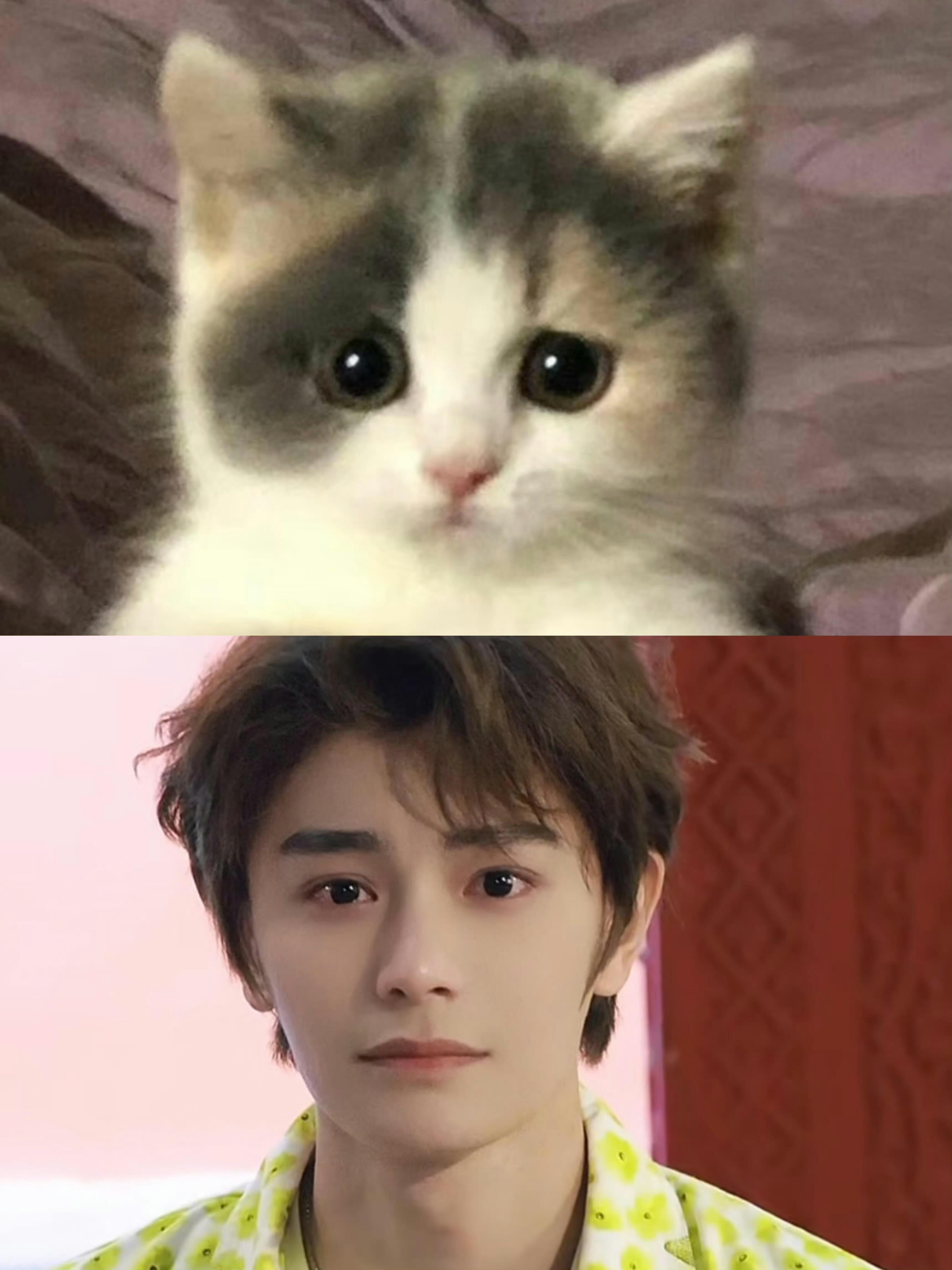 丁禹兮一定是猫猫变得吧​​​