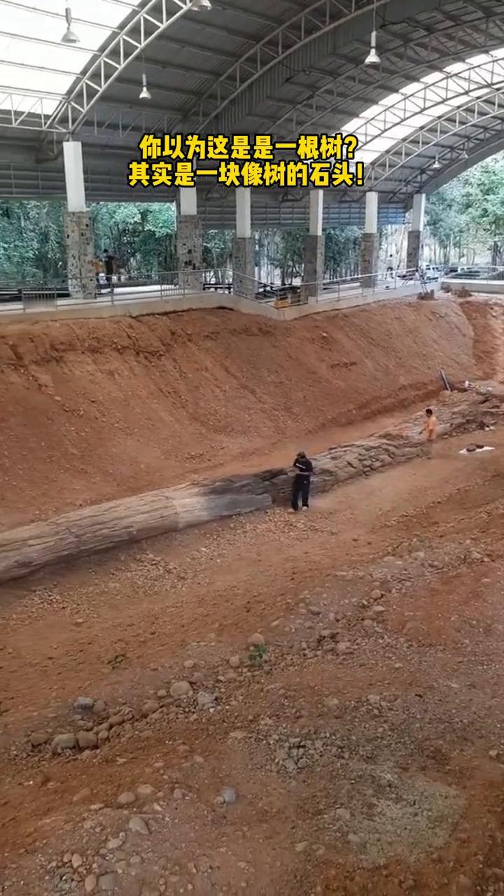 你以为这是一根树？其实是一块像树的石头。