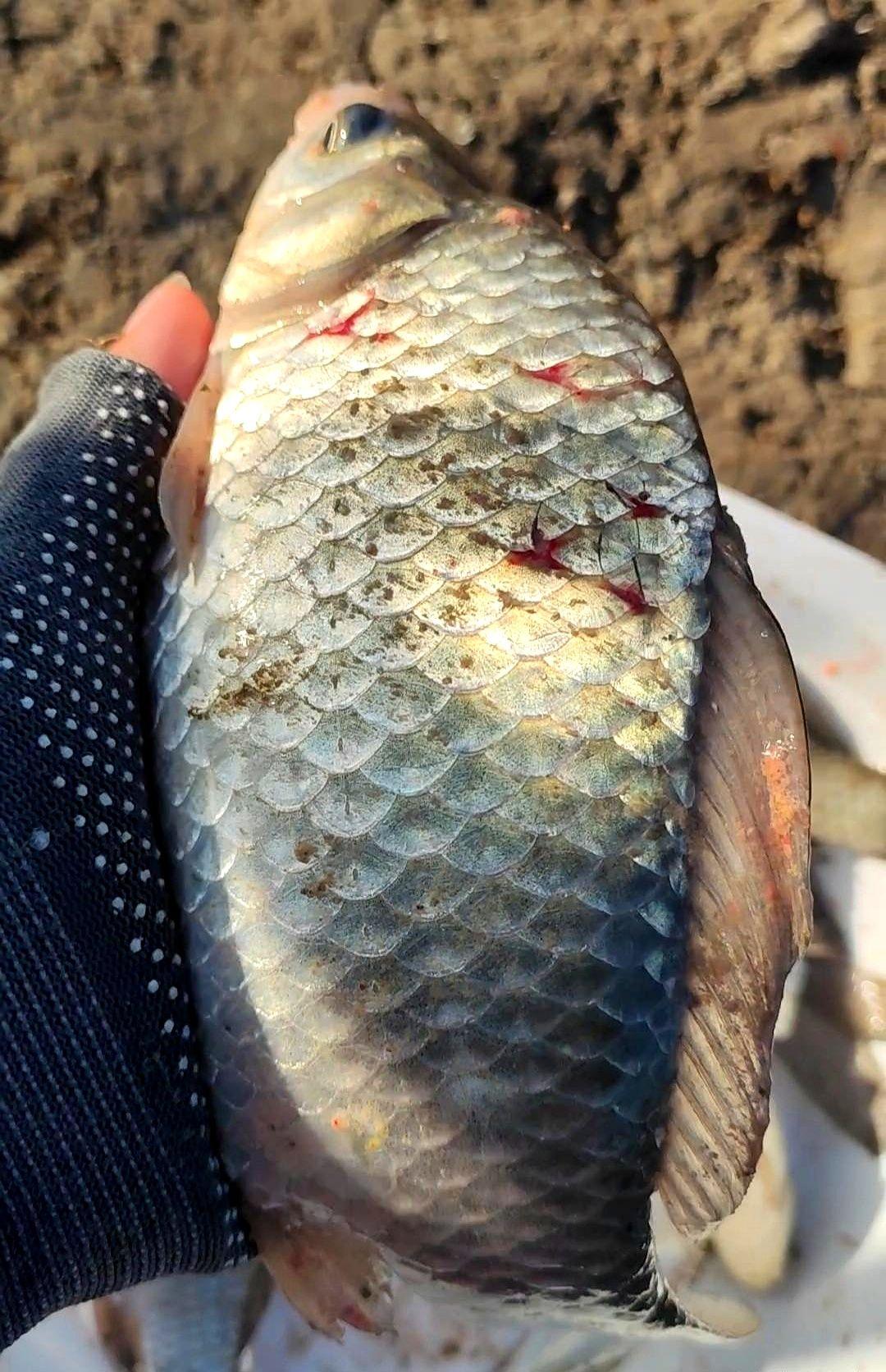 野钓鲫鱼是你喜欢钓得多还是钓得大，这是冬天钓鲫鱼的两个选择。该内容分析冬天野