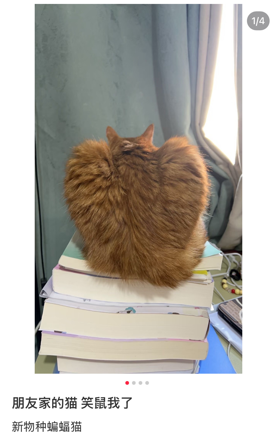 猫山王榴莲太写实了​​​