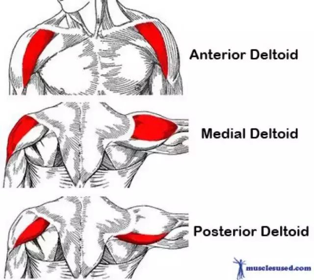 1) the anterior deltoid 三角肌的前部