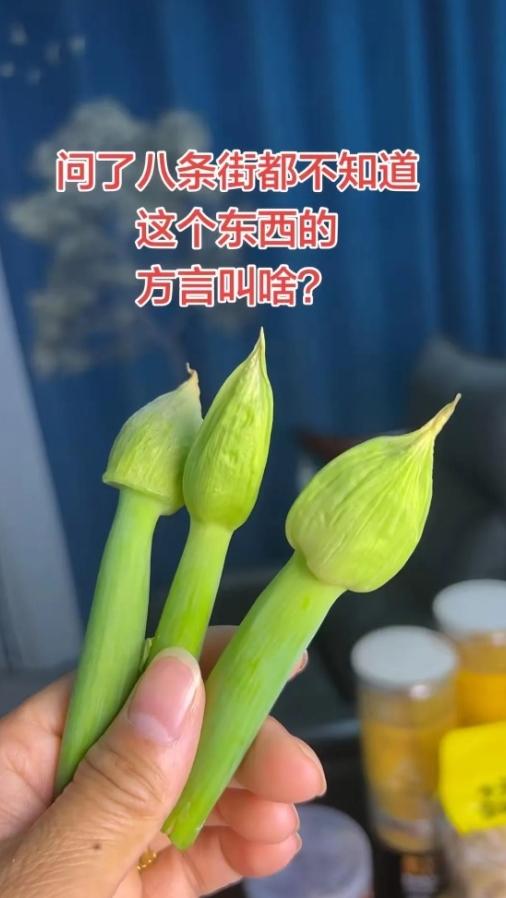 救命！问了八条街都没人知道，这玩意儿到底叫啥？绿油油的花苞看着眼熟，可方言