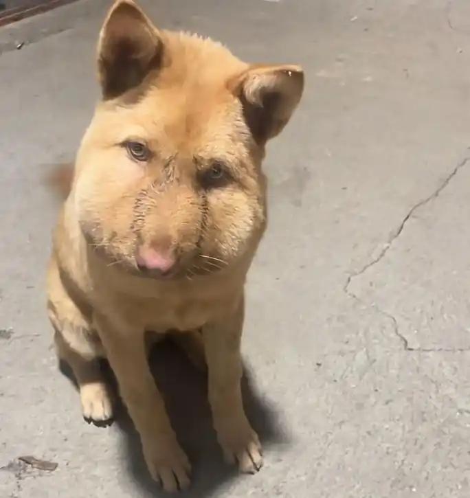 🌞破防了！湖南，田园犬看家时与一米长五步蛇搏斗，咬死毒蛇后自己被咬伤面部，