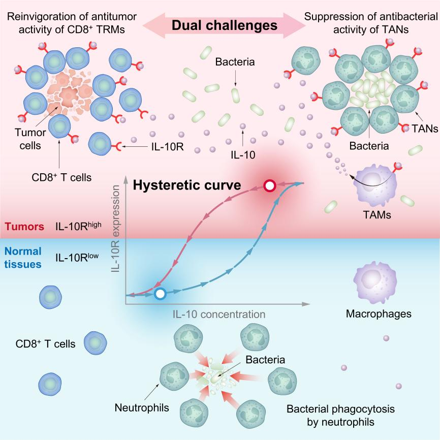 癌症治疗的“双面间谍”? Cell|中国科学家揭秘细菌免疫疗法的关键作用机理