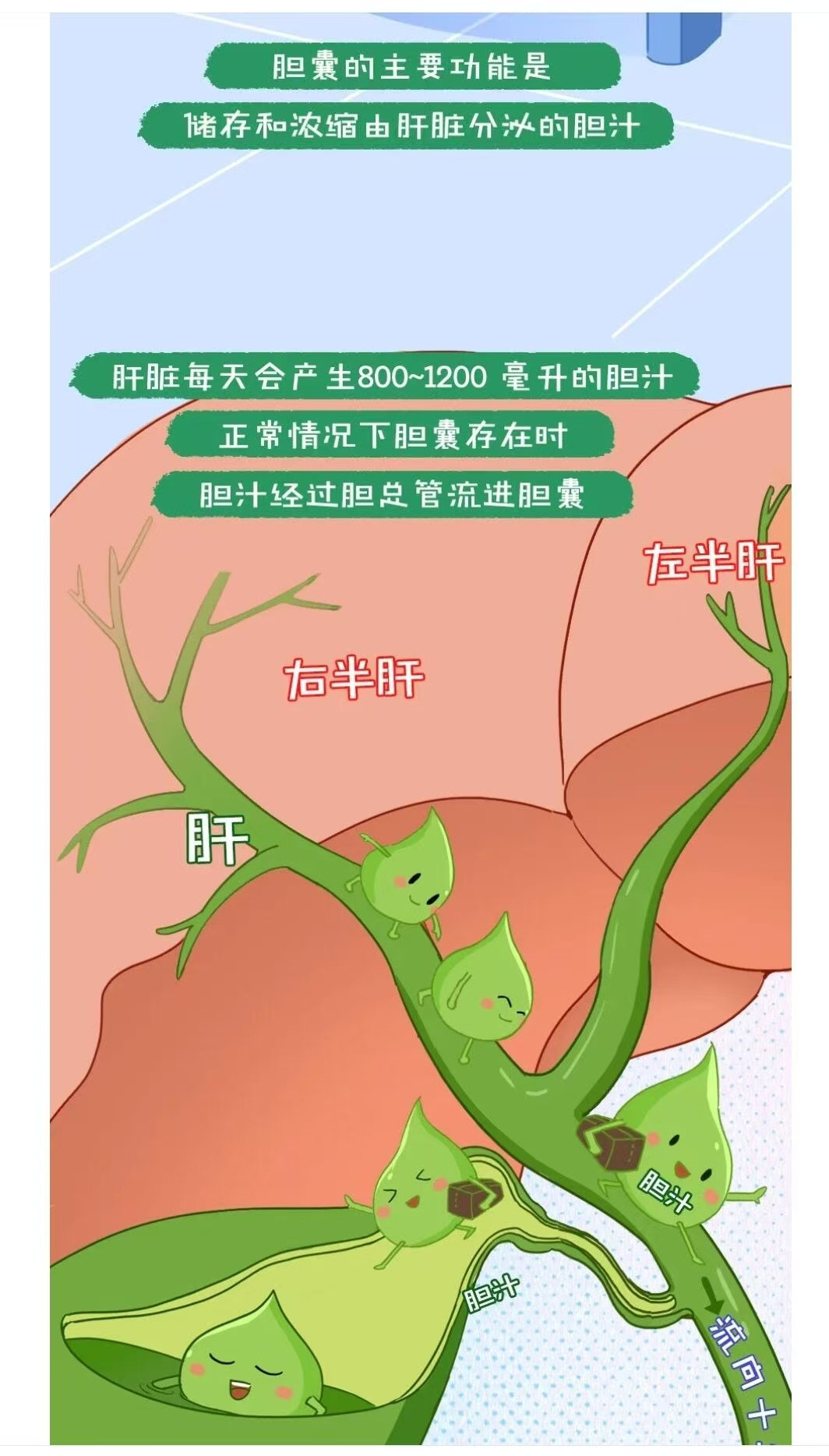 关于胆囊的那些事👭宝子们！🔥由于生活方式不健康，年轻人胆结石胆囊炎的患病率逐