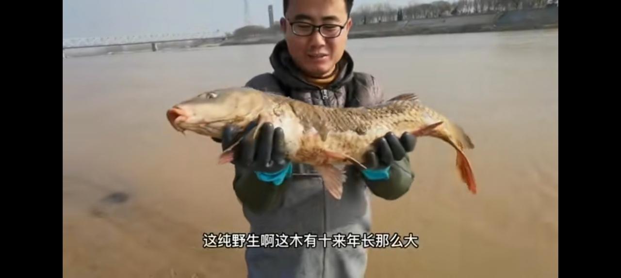 一网下去3000元，黄河鲤鱼能随便捞？市场价格野生黄河鲤鱼50元起步，30--