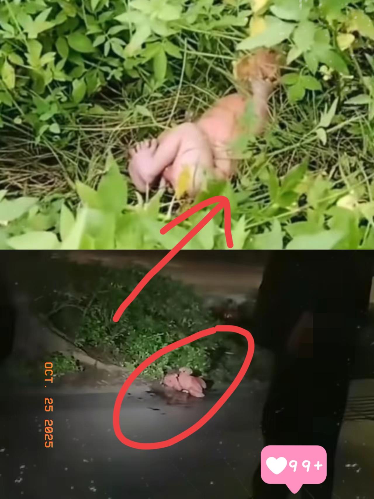 看到个新闻，真心奉劝大家一句，千万不要捡别人丢掉的孩子，不是因为孩子有问题，