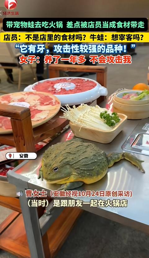 “离了个大谱!”10月24日,安徽,一女子吃火锅时,将随身携带的宠物蛙放在桌子上