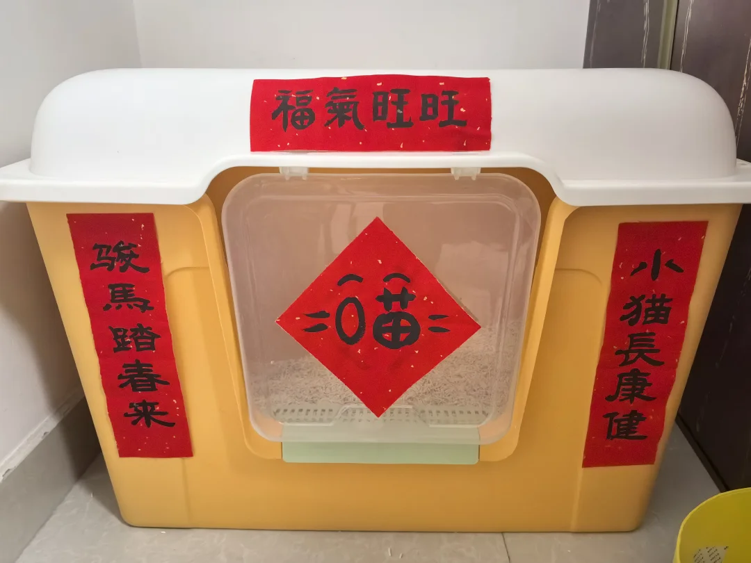 小猫的“富贵”喵生 ✨