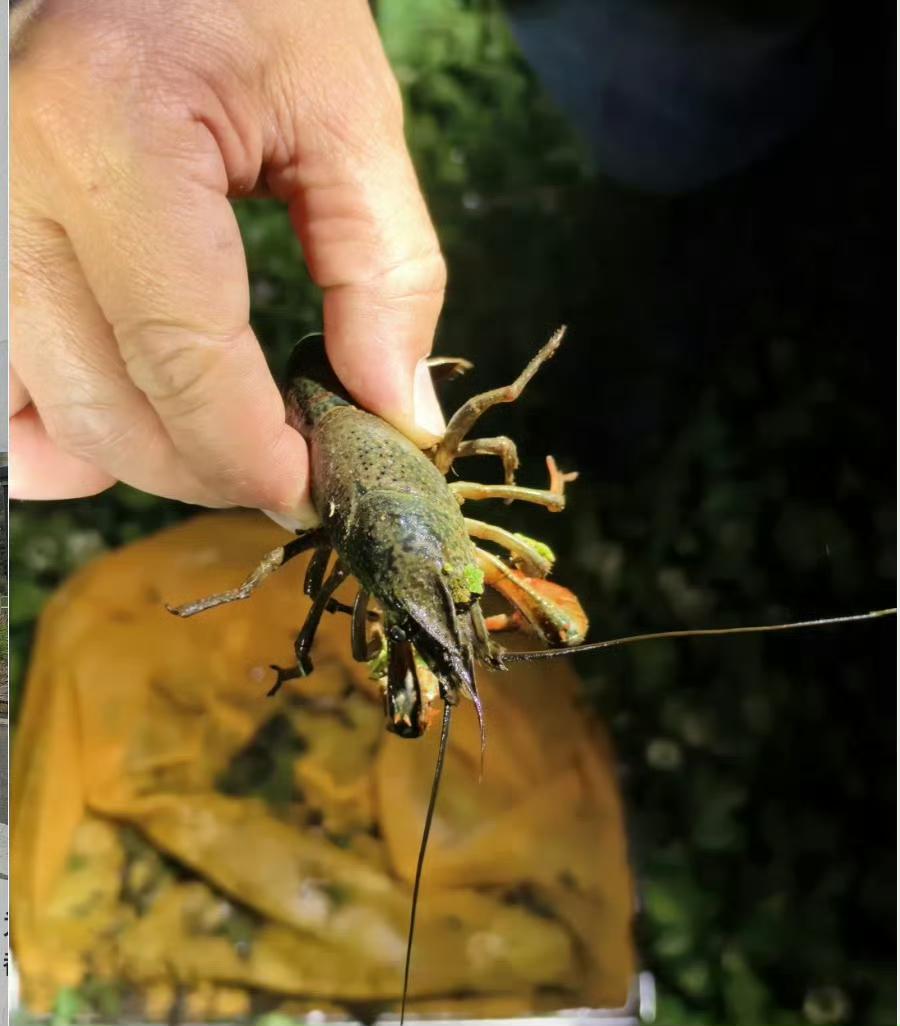 🫎🫎🫎大理洱海边深夜“摸小龙虾”火了！🔥🔥🔥🔥有博主在半夜11