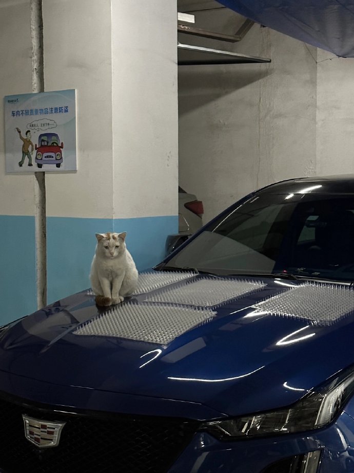他甚至还放了防猫的垫子