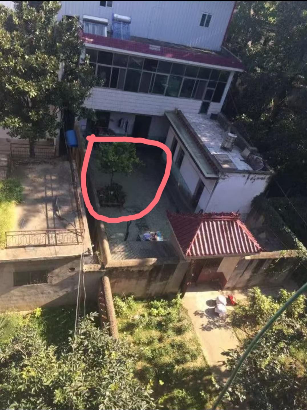 这事真是邪了门了，去年释永信被调查，他母亲好巧不巧的刚在老家的院子里种了