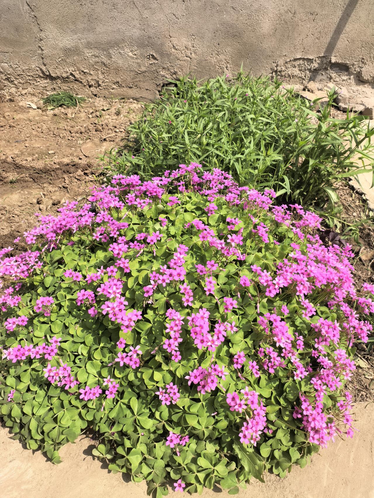 去年，本家的池哥因病去世之后，玲嫂就一个人在农村老家。玲嫂今年67岁，身体很