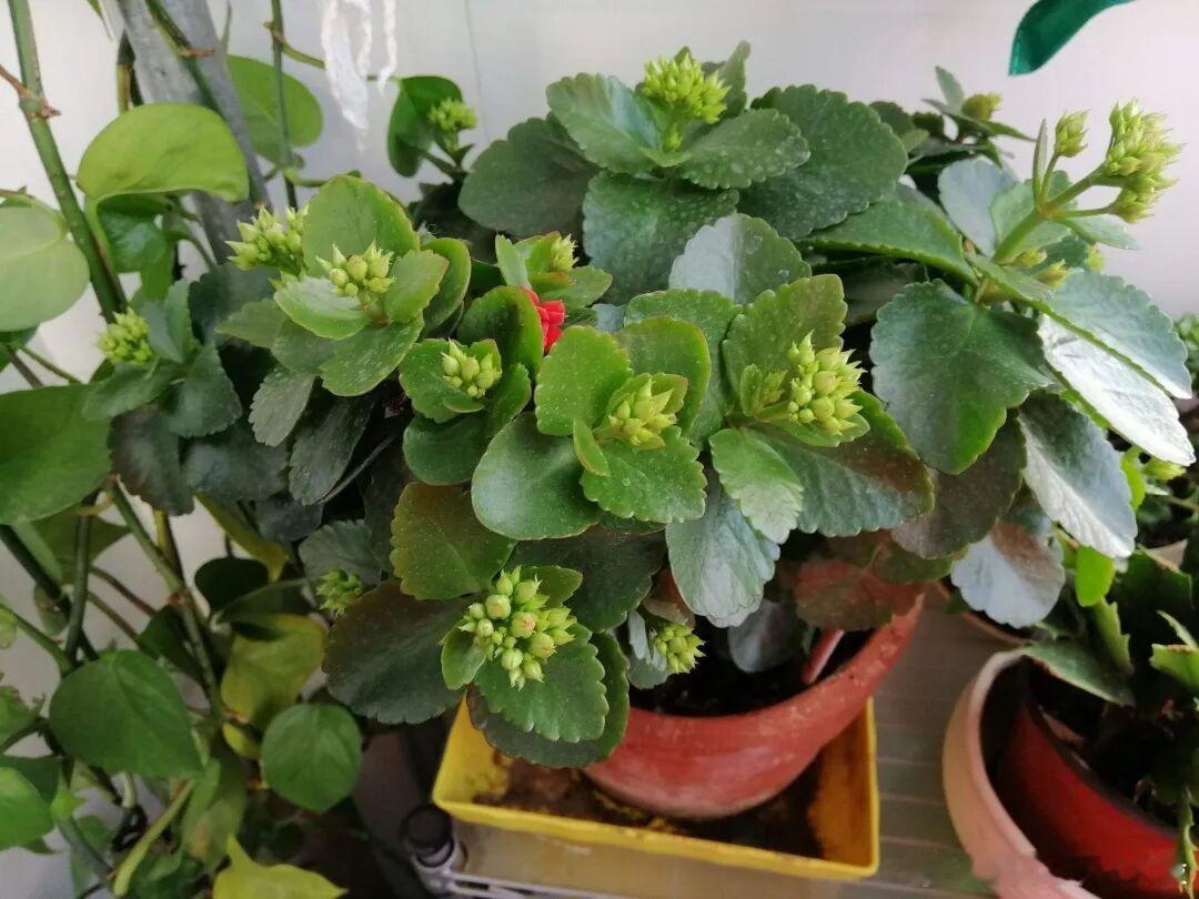 高温天气，4种盆栽要少浇水1、长寿花到了六月份，长寿花基本上不怎么生长了，也很难