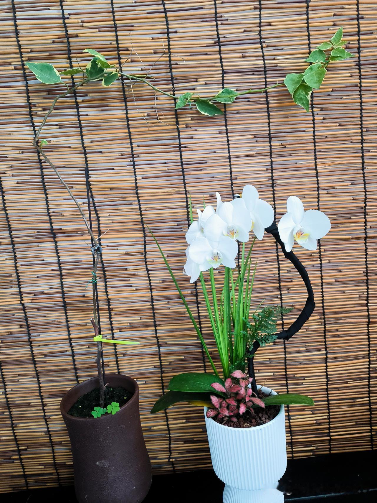 虽然我拍照技术不咋滴，但养花我是认真的。照片中左侧植物叫“小斑叶丽人三角梅”是