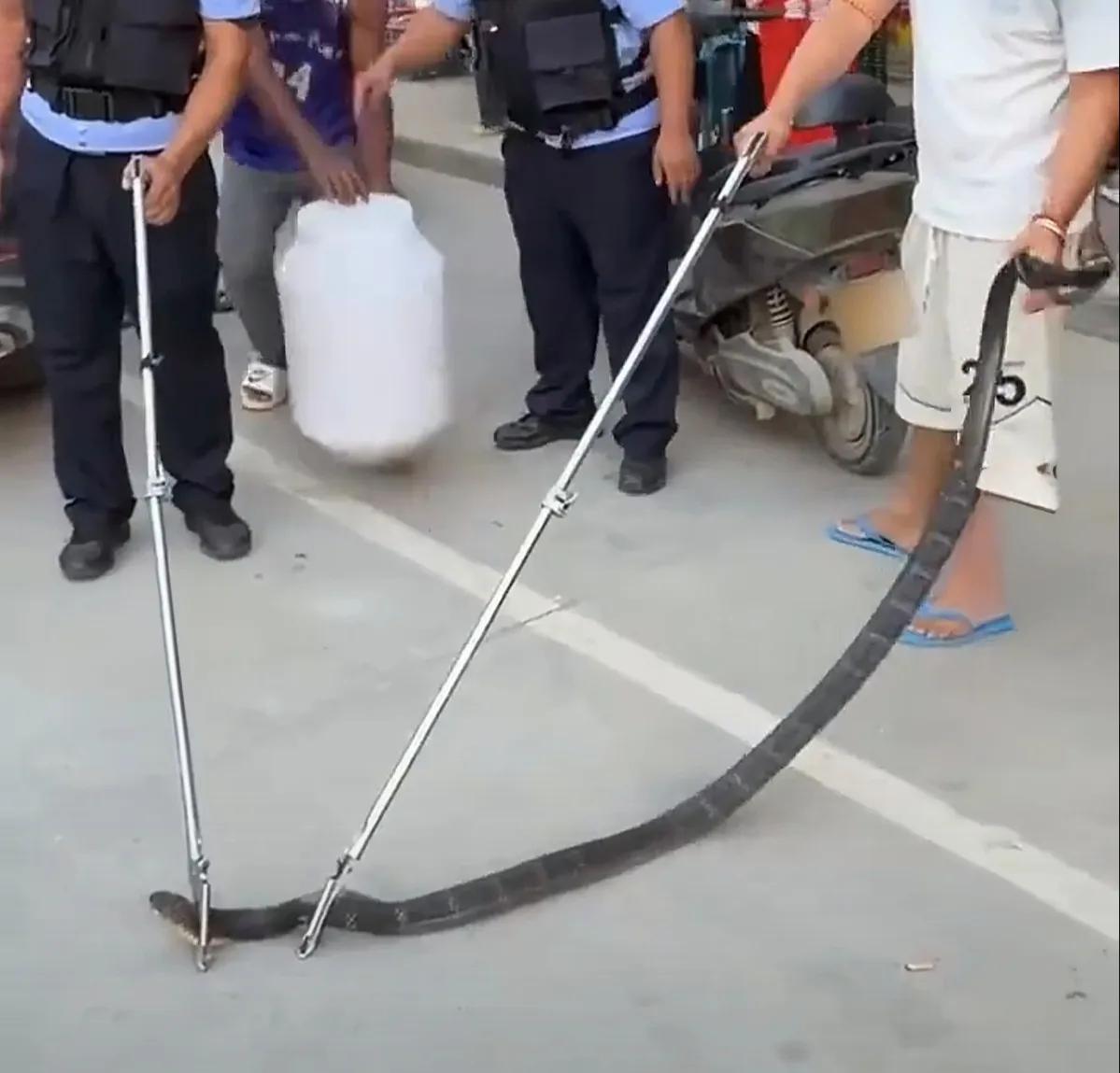 王锦蛇不敌眼镜蛇逃窜居民家，双方被擒后被送至动物园留置！这起“蛇追蛇”闯入民