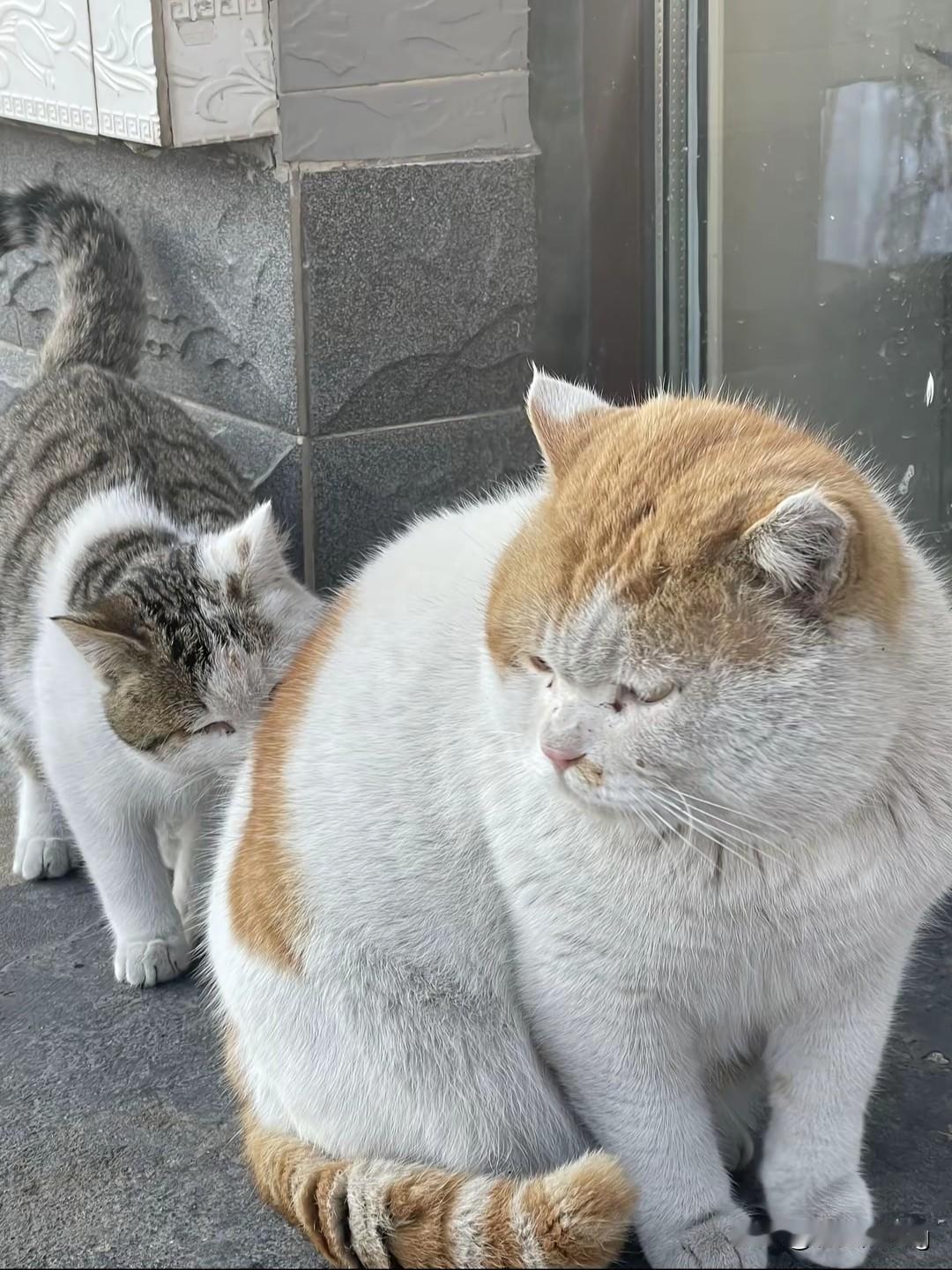 大家不要被它的外表给骗了，网红脏脏猫的日子过的可滋润了。据了解，脏脏猫并不是