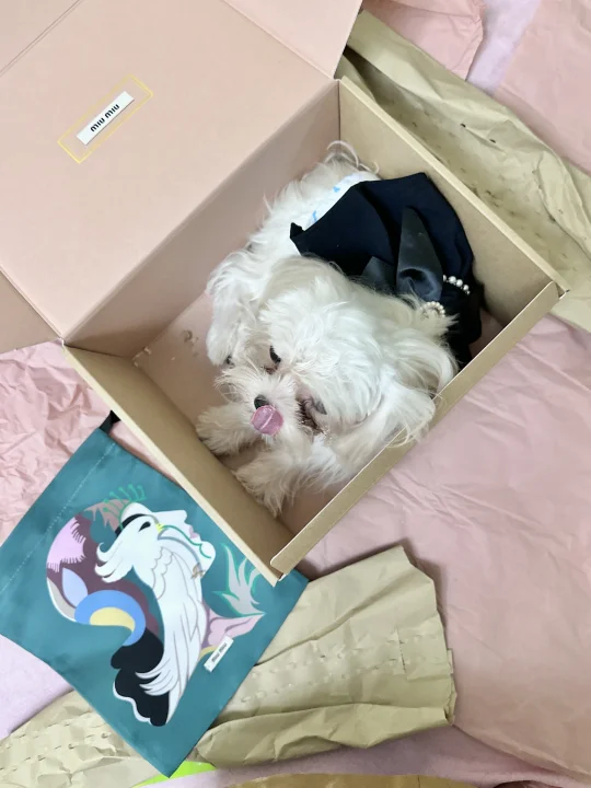 人 泥嚎 我系小斗૮ฅ'ᴥ'ฅა🐾
