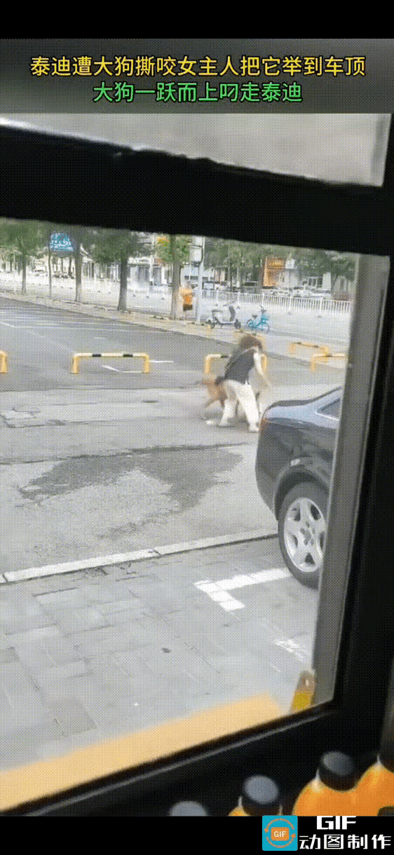 泰迪遭大狗撕咬，女主人为了保护爱犬，将吓得瑟瑟发抖的泰迪抱了起来。但大狗已经咬