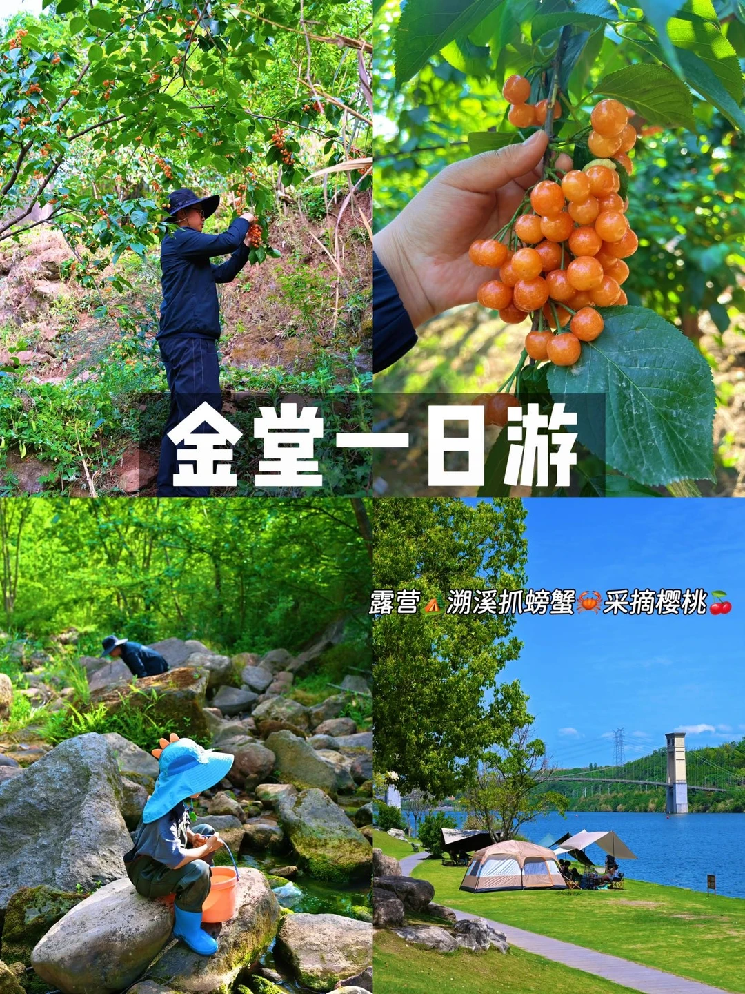 金堂一日游‼️徒步溯溪露营抓螃蟹🦀采摘樱桃