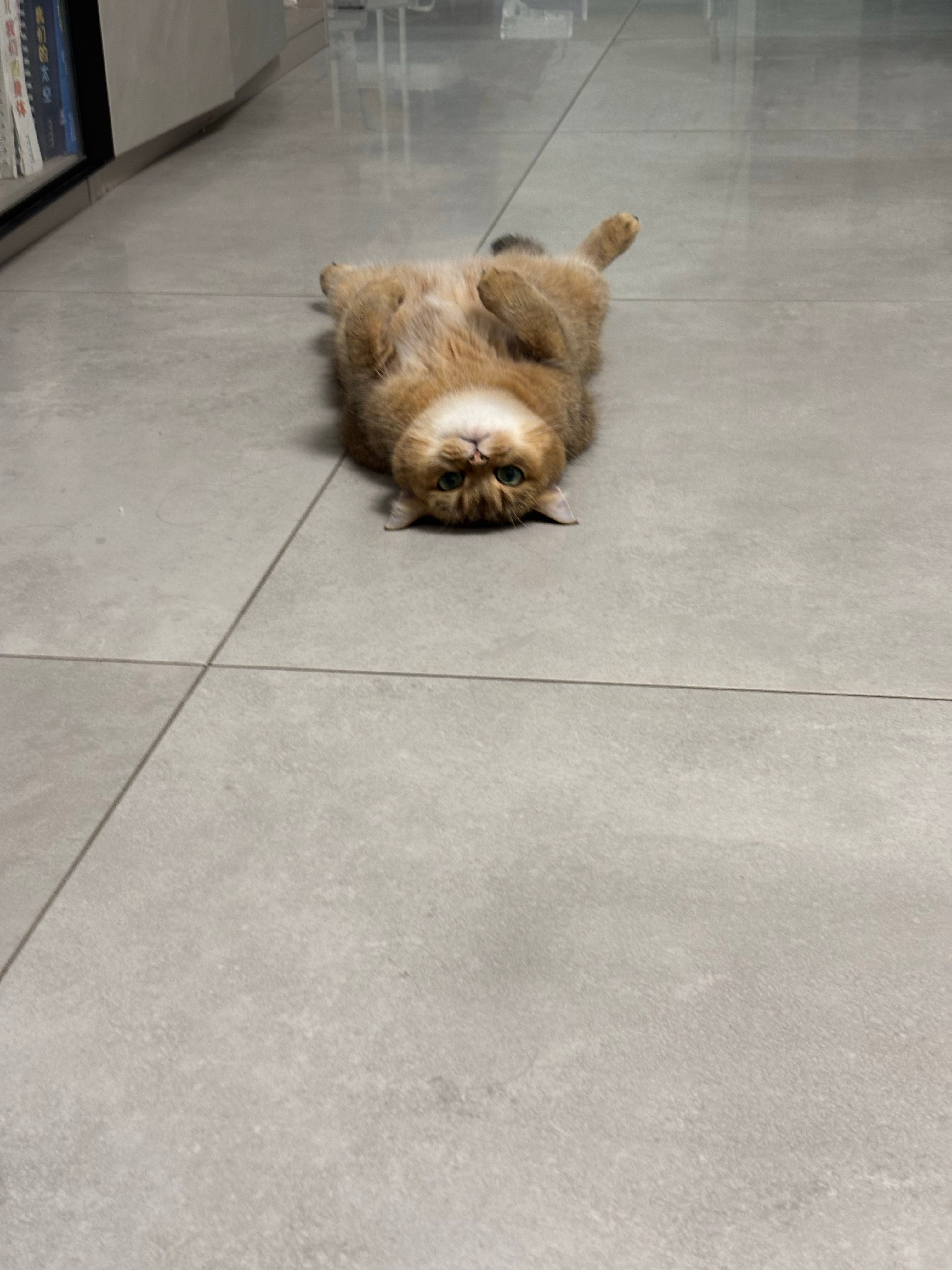 要不要这么可爱猫咪