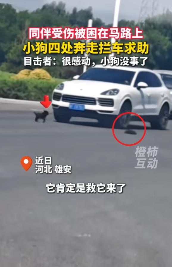 “万物皆有灵！”6月25日报道，河北，一小狗同伴受伤，被困在马路上，小狗非常着