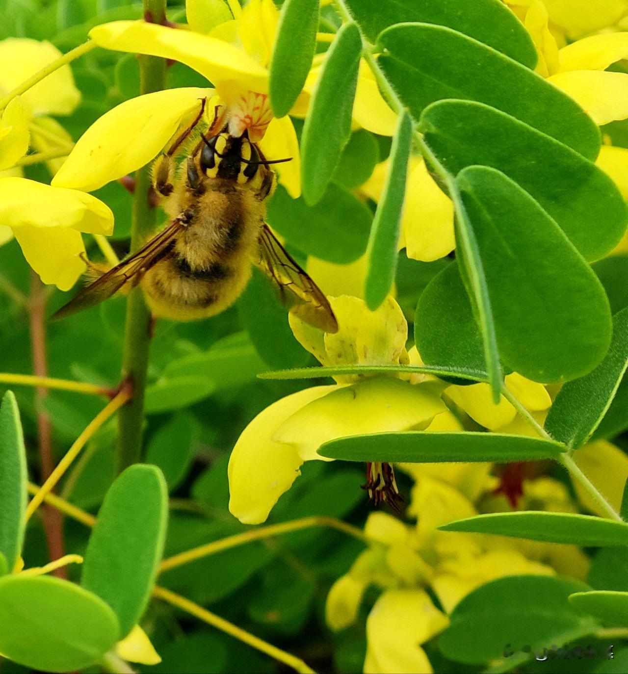 暮春时节，偶遇云实花开，金黄铺满山野，繁花簇拥，群蜂忙碌，一眼就治愈了所有浮躁。