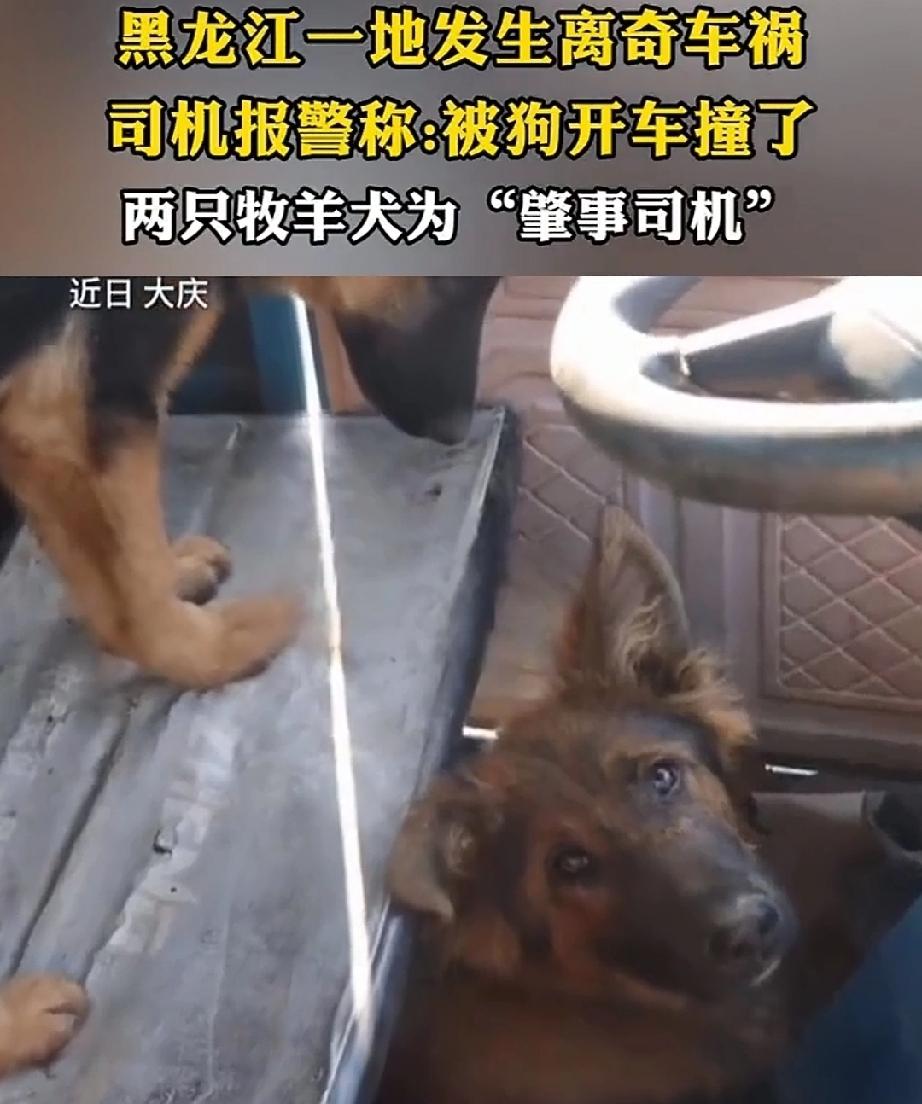 近日，黑龙江大庆。男子去市区办事，带上了帮他放羊的德国牧羊犬一道去。男子驾驶电动