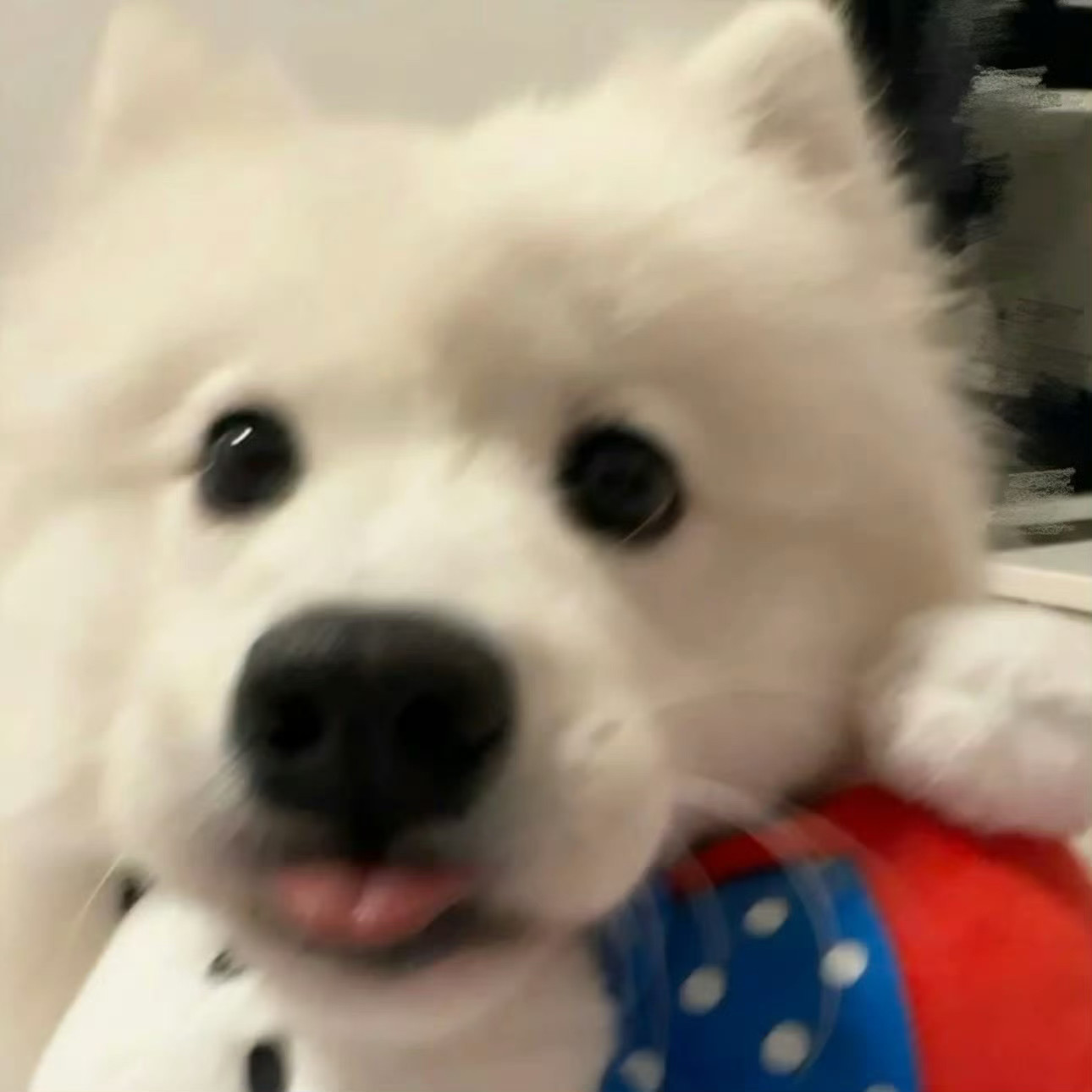 每天都要看小狗