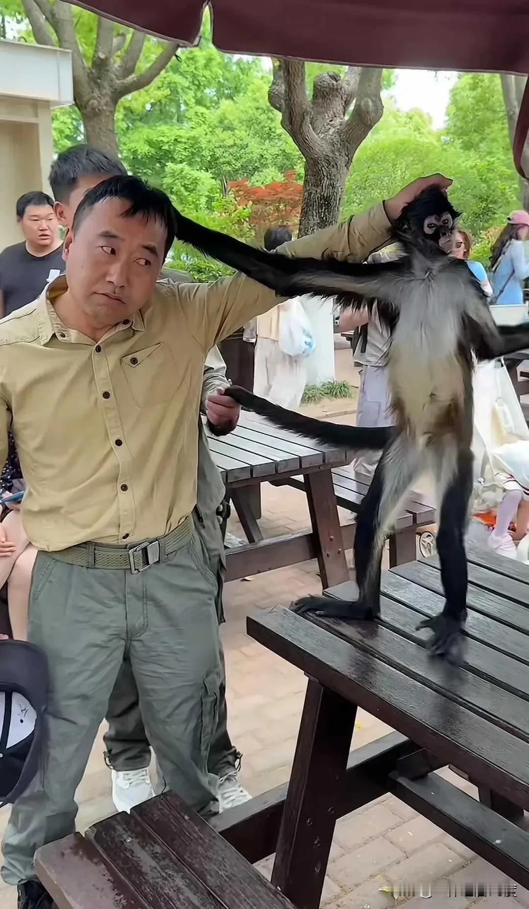 近日，一段男子与蜘蛛猴互薅毛发的视频走红网络。画面中，猴子紧紧揪住大哥的头发，男