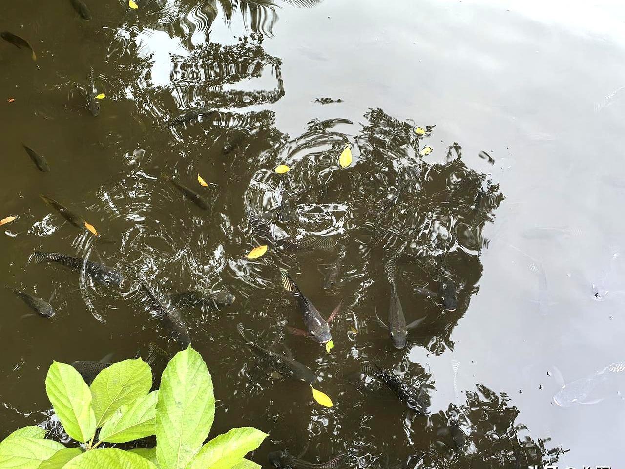 花2万买钓鱼装备的退休大爷，刚钓了4条值800块的野生青鱼，转头全给扔回河里了。