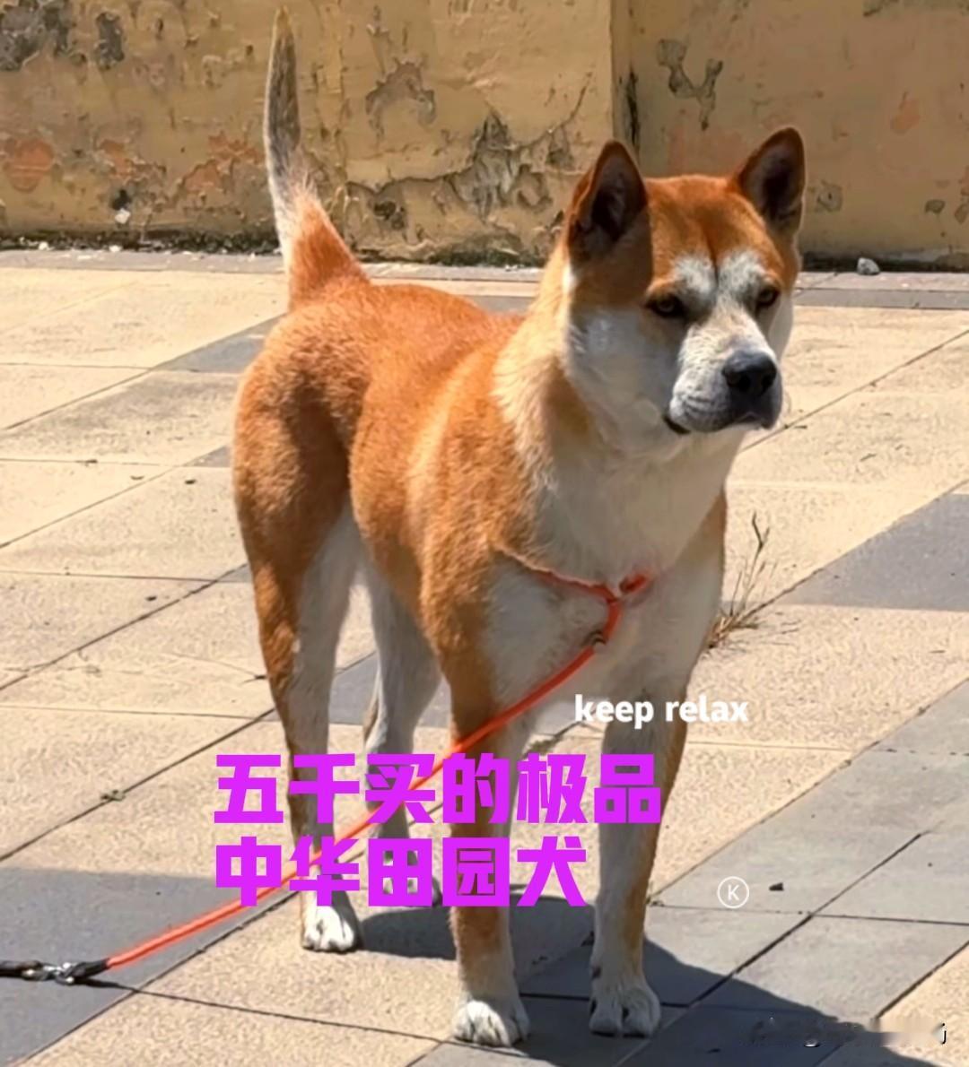 广东深圳的一名男子，非常喜欢中华田园犬，于是自驾广西，准备淘一只品相好的小狗。男