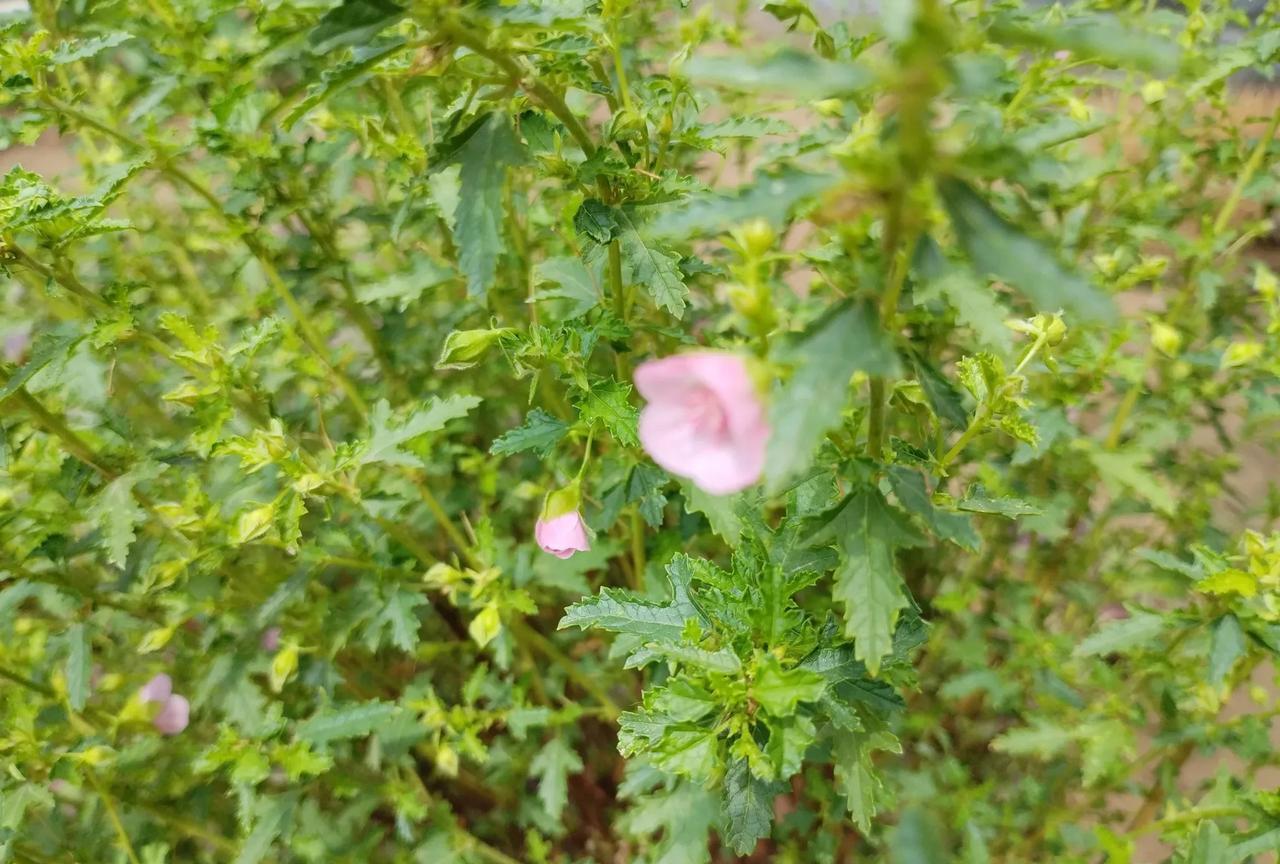 #谁有花草照片，可以晒下吗#今天回到老家，看到院子里的花草蔬菜长势喜人，这株木槿