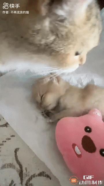 小猫咪夭折了，猫妈妈不停地舔舐着它。主人想用纸巾盖住小猫咪然后将其掩埋，可猫妈妈