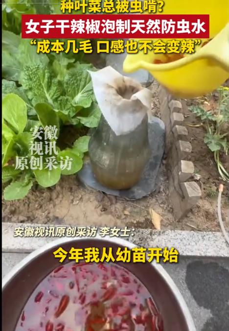 人怎么这么聪明！安徽视讯5月16日报道，石家庄一名女子在自家院子里种了青菜，菜叶