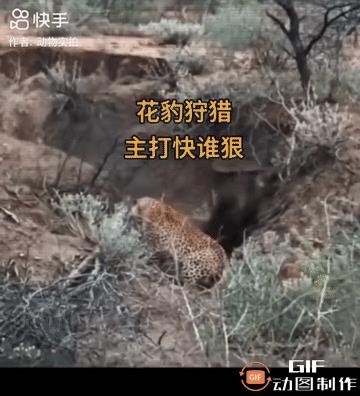 一只花豹潜藏于一处凹地，一只野猪毫无防备地走了过来，花豹旋即发动攻击，它抱住野猪