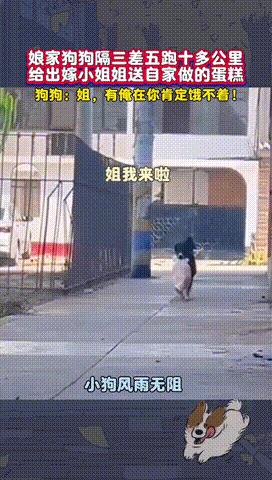 “太幸福了！”女孩出嫁后，娘家狗狗隔三差五就来探望，嘴里叼着自家做的面包，风雨无