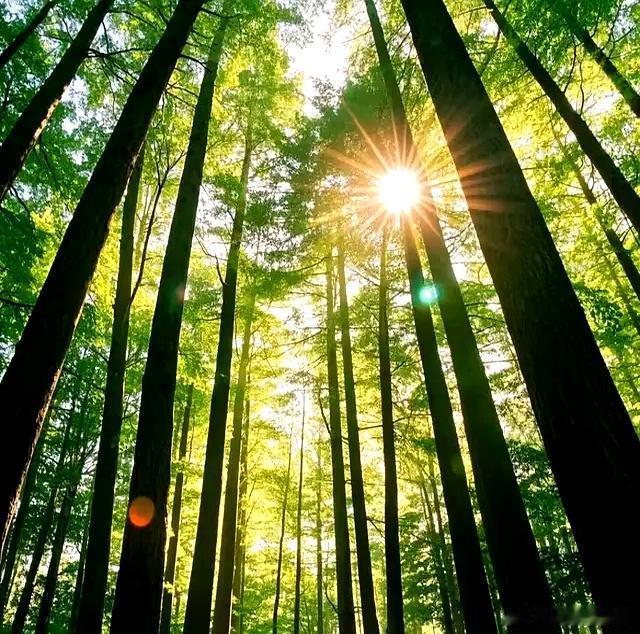 夏意渐浓，万物清甜绿意满怀，岁岁清凉～寻美中国寻美河南