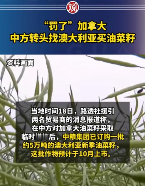 中国绝不妥协！260亿订单，说不要就不要了，现在加拿大才开始喊疼：加拿大对中